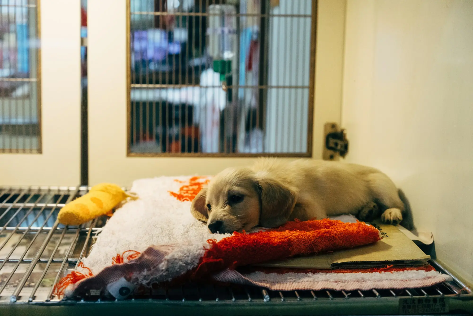 Golden puppy resting on a blanket inside a stainless steel hospital kennel at a veterinary clinic